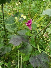 Ipomoea purpurea