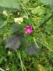 Ipomoea purpurea
