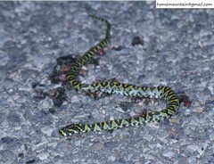 Euprepiophis mandarinus