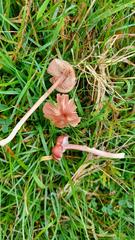 Entoloma roseum