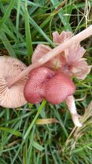 Entoloma roseum