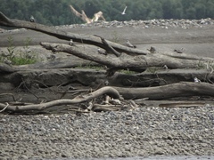 Chordeiles rupestris