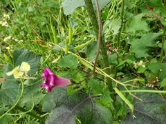 Ipomoea purpurea