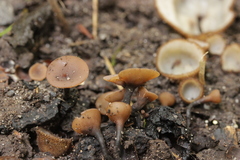 Ciboria batschiana