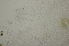 Ciboria batschiana