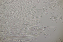 Ciboria batschiana