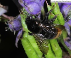 Bombus koreanus