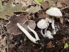 Psathyrella duchesnayensis