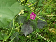 Ipomoea purpurea