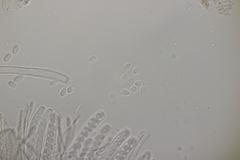 Ciboria batschiana