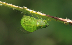 Glaucopsaltria viridis
