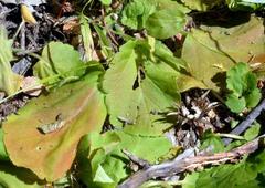 Pelargonium triandrum
