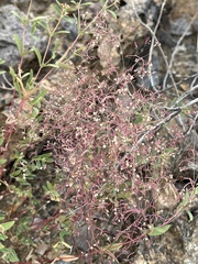 Euphorbia gracillima