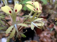 Pelargonium triandrum