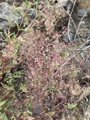 Euphorbia gracillima