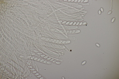 Ciboria batschiana