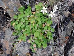 Pelargonium stipulaceum ovato-stipulatum