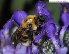 Bombus koreanus
