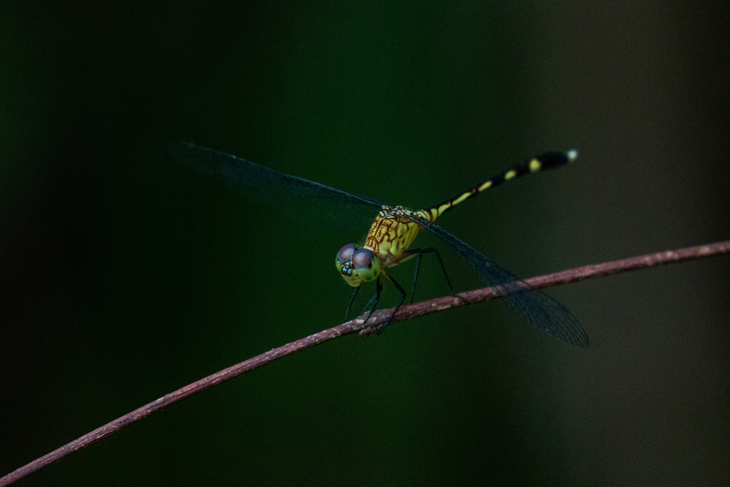 Anatya januaria