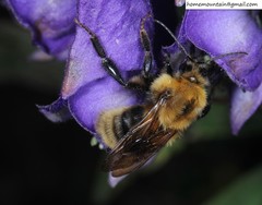 Bombus koreanus