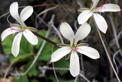 Pelargonium stipulaceum ovato-stipulatum