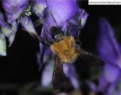 Bombus koreanus