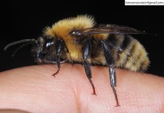 Bombus koreanus