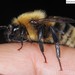 Korean Bumble Bee - Photo (c) Homemountain/Shan Gui, some rights reserved (CC BY-NC), uploaded by Homemountain/Shan Gui