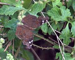 Junonia natalica natalica