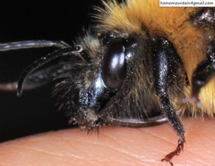 Bombus koreanus