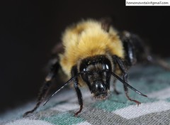 Bombus koreanus