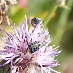 Megabruchidius dorsalis