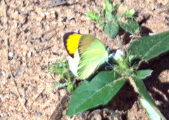 Colotis auxo
