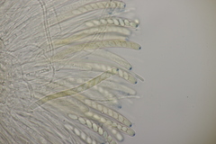 Ciboria batschiana