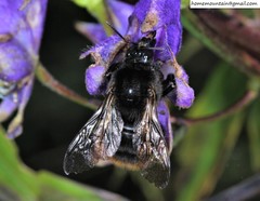 Bombus koreanus