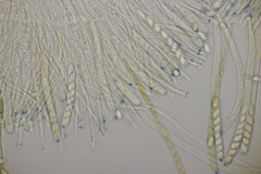 Ciboria batschiana
