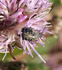 Megabruchidius dorsalis