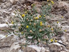 Perityle congesta