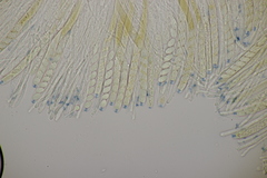 Ciboria batschiana