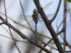 Anax junius