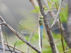 Anax junius