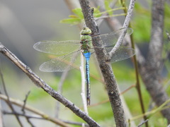 Anax junius