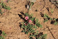 Indigofera alternans