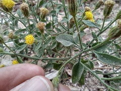 Perityle congesta
