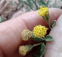 Perityle congesta