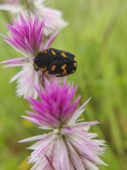 Clinteria klugi