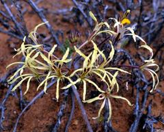 Pelargonium undulatum