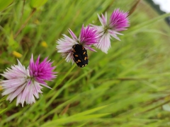 Clinteria klugi
