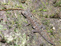 Cnemaspis chanthaburiensis