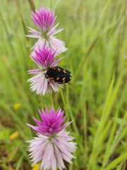 Clinteria klugi